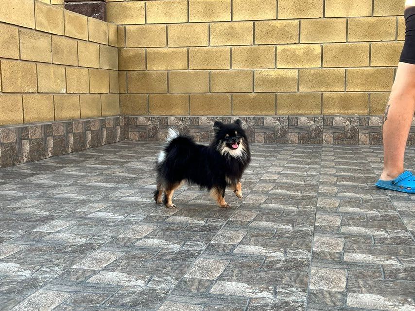 Пропала собака дівчинка