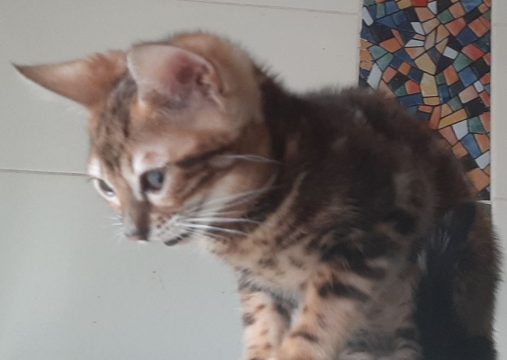 Маленька дівчинка 2,5 місяця