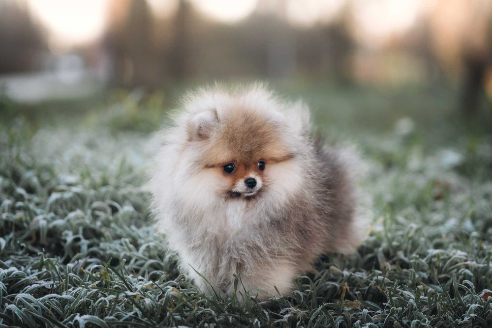 Ексклюзивні померанські шпіци соболь-оранж — мініатюрні малюки