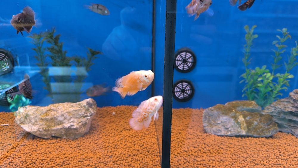 Óscares Sortidos TOP!