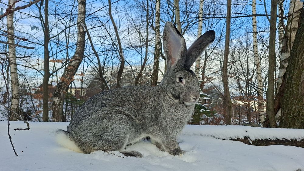 Кролики Бельгійський велетень
