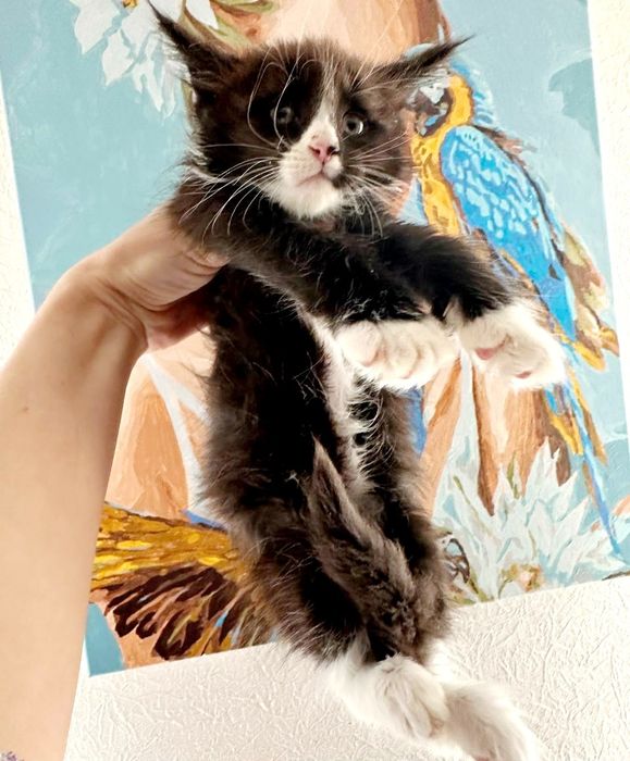 Мейн-кун дівчинка