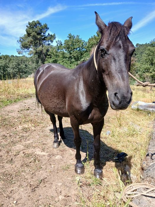 Vendo cavalo manso