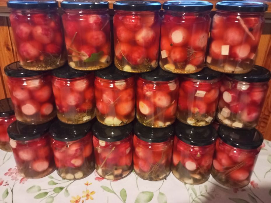 Kiszone Ogórki, sezon 2025