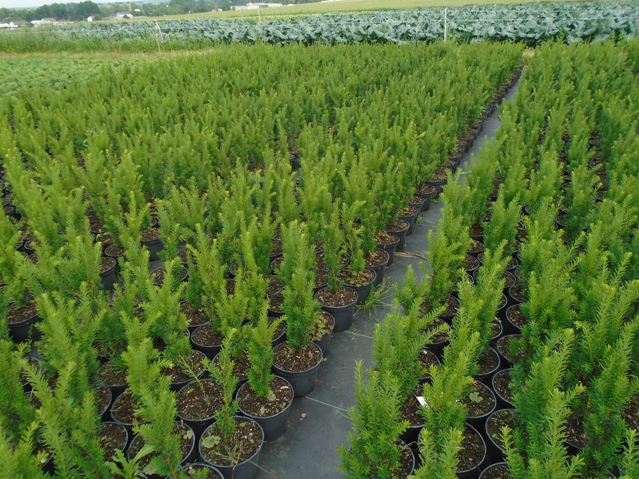 Cis pośredni Hili 60 -70cm. 3L.