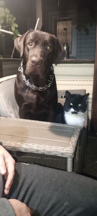 Лабрадор в'язка.