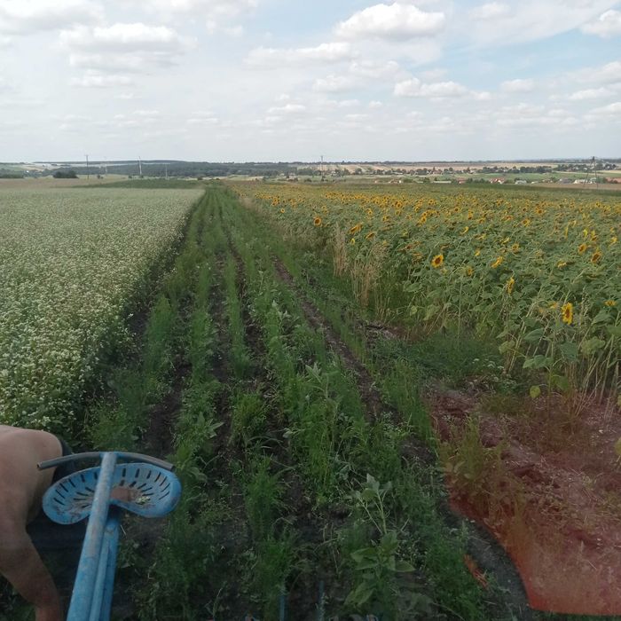 Promocja Olej tłoczony z naszego siewu