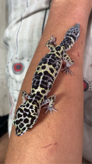 Eublefary lamparcie
