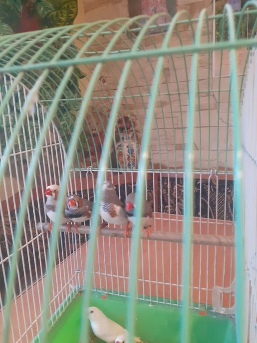 Zeberki Samce i Samice