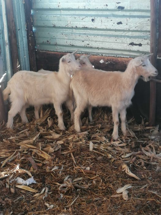 Três fêmeas raça grande