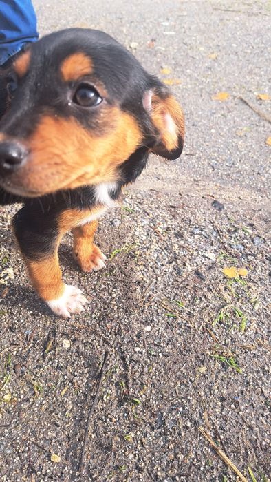 Cão para doar ( fêmea )