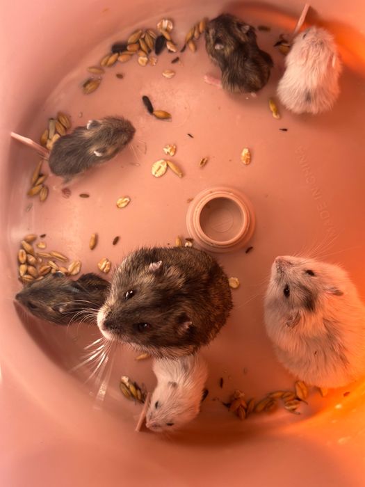 Джунгарські хомяки