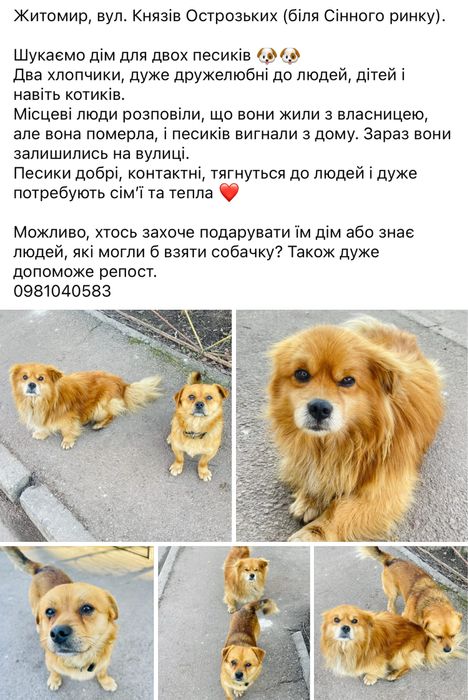 Два песики 1,5 -2 роки