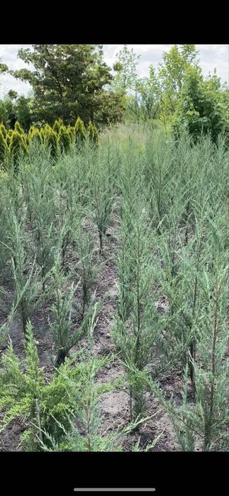 Продаж розплідника рослин (питомник) 12га землі Бориспіль земельна ділянка
