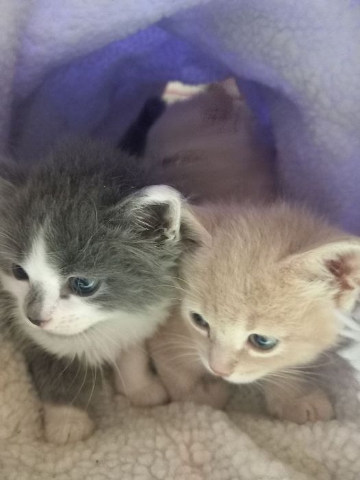 Милые котята в подарок.