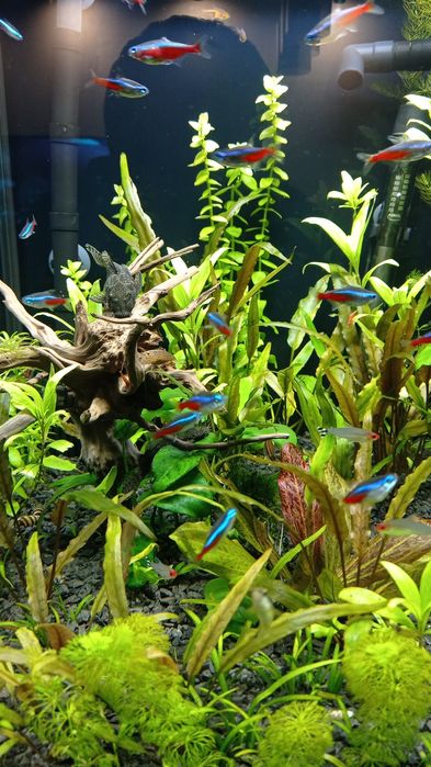 Neon   inesa sztuk 14