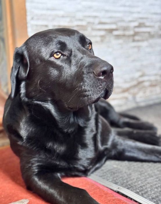 Лабрадор ретривер