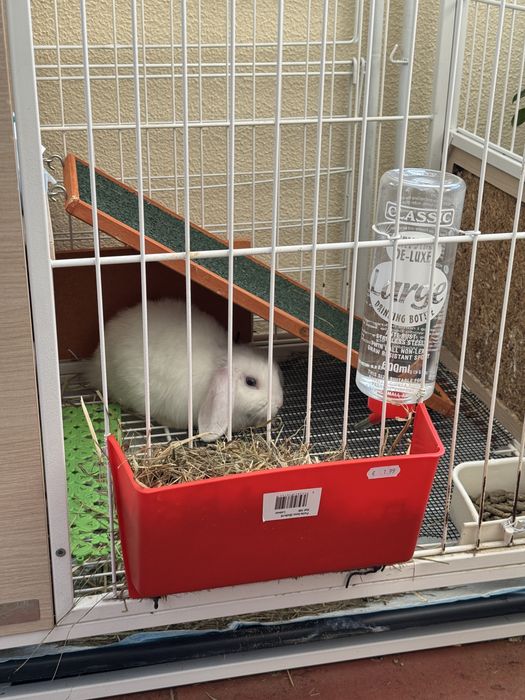 Coelha orelhuda mini de olhos azuis