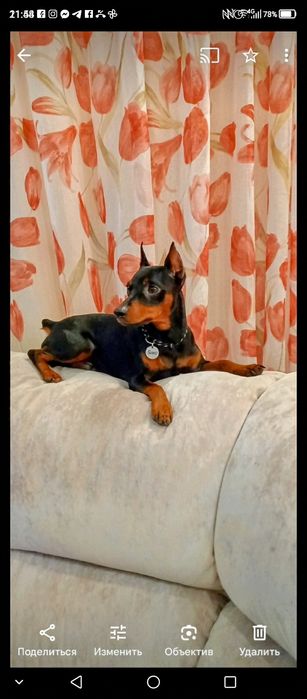 Щенки цвергпинчера