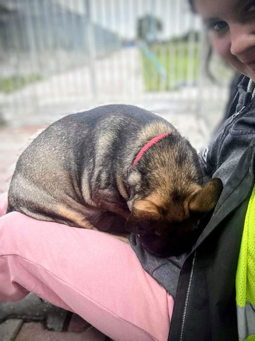 Mała kluseczka Dastuś szuka domu
