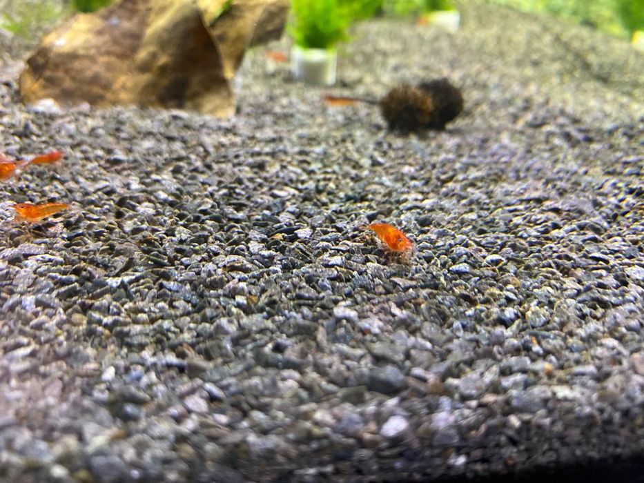 Krewetki Orange Neocaridina Pomarańczowee