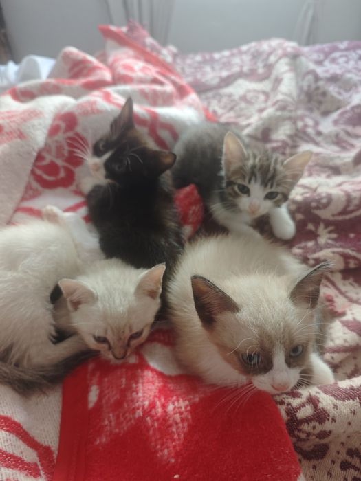 Dou gatinhos urgente