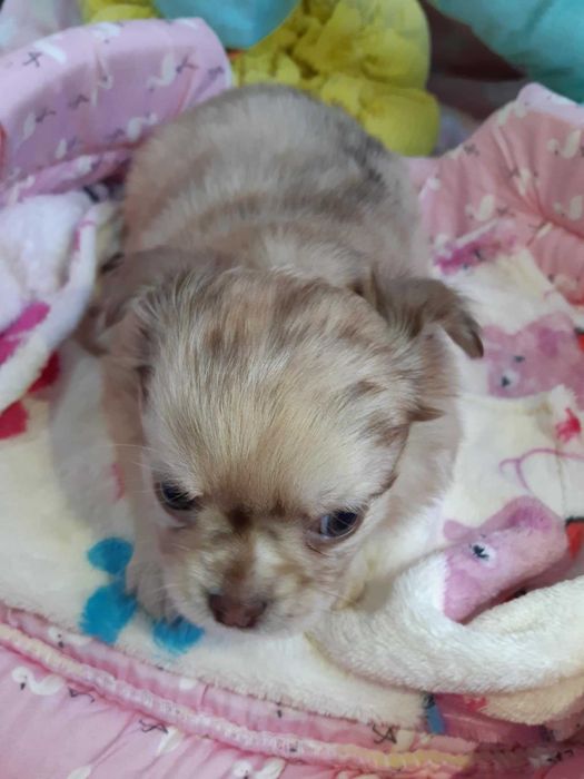 Chihuahua Piesek Długowłosy Beżowo Merle