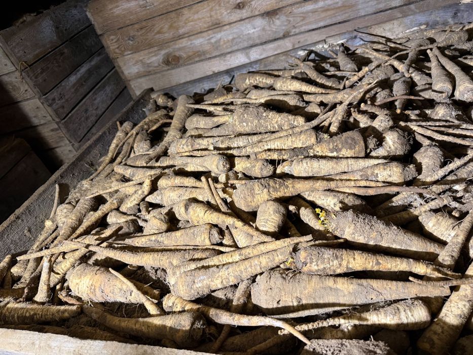 Pietruszka korzeń na luz - sprzedam