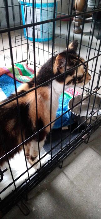 Prześliczna młodziutka Kicia do adopcji/tymczasu trikolor