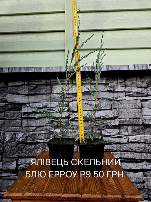 Туя Смарагд, Брабант, ялівець Блю Ерроу, Блю чіп
