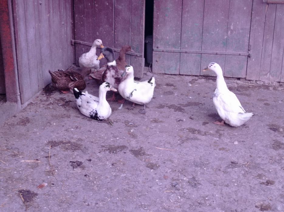Продам домашні качачі яйця