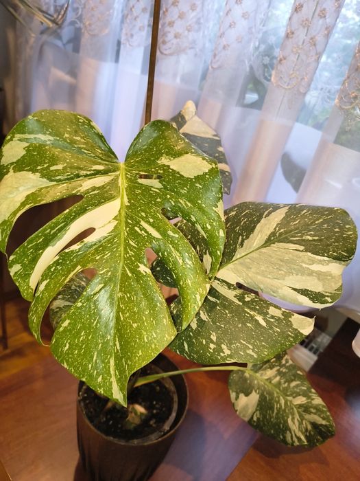 Monstera thai constellation