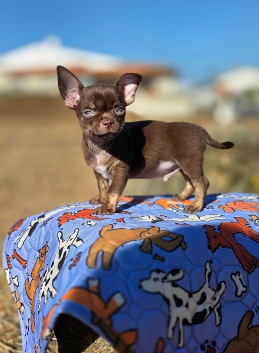 Chihuahua Miniatura Macho Pelo Curto Chocolate Tan