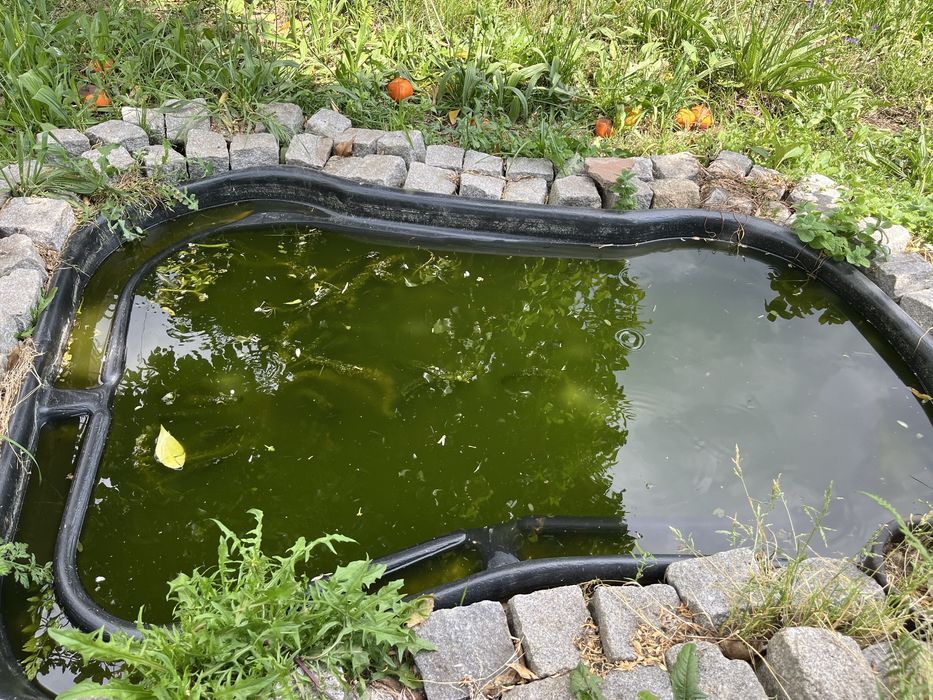 GRATIS Guppies selvagens