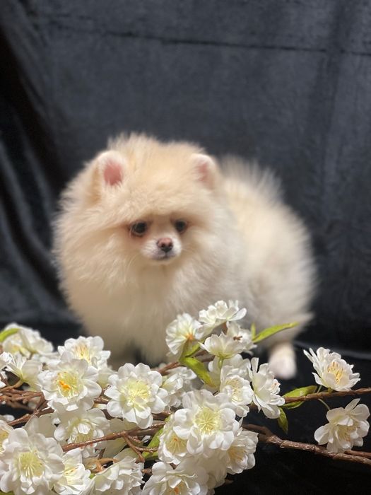 Міні хлопчик шпіци,док.КСУ