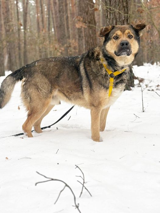 Bob kochany pies do adopcji