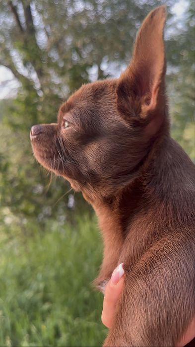 Чихуахуа . Мальчик .Вязка. Ищем невесту