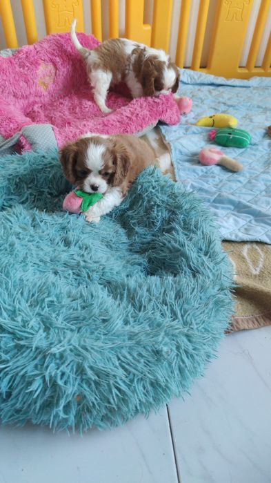 Cavalier King Charles Spaniel