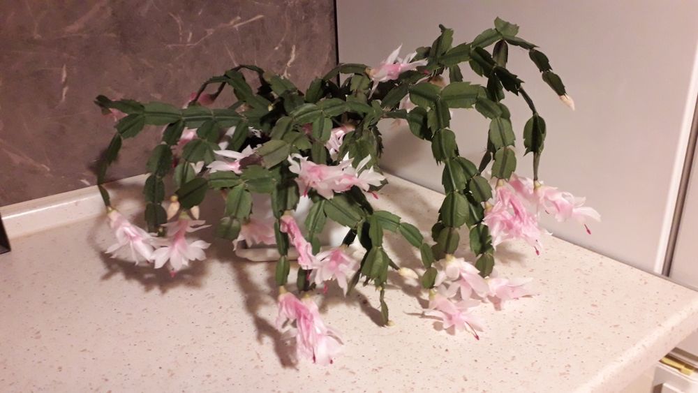 Зигокактус біло-рожевий, рожевий, цикламен