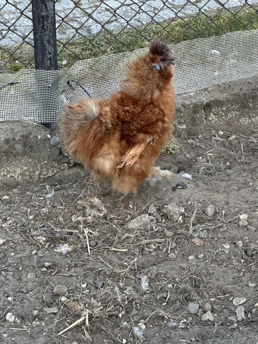 Sprzedam silki koguty