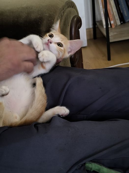 Gato para adopção responsável