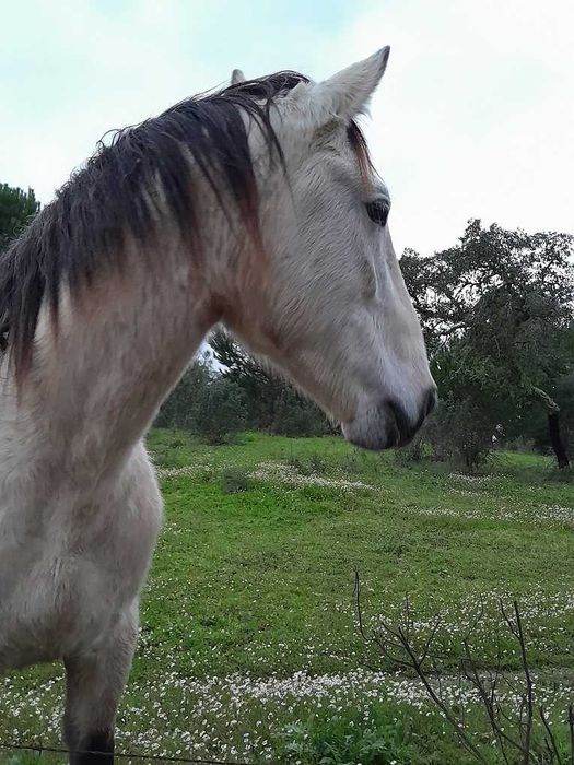 Poldro cruzado de 4 anos, filho de pai lusitano