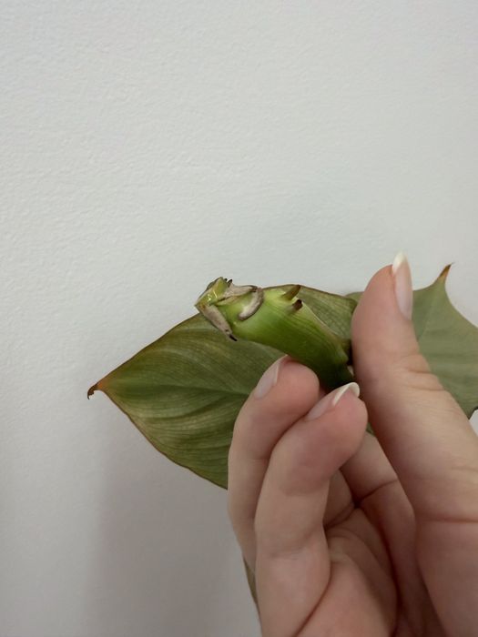 Philodendron Glorious