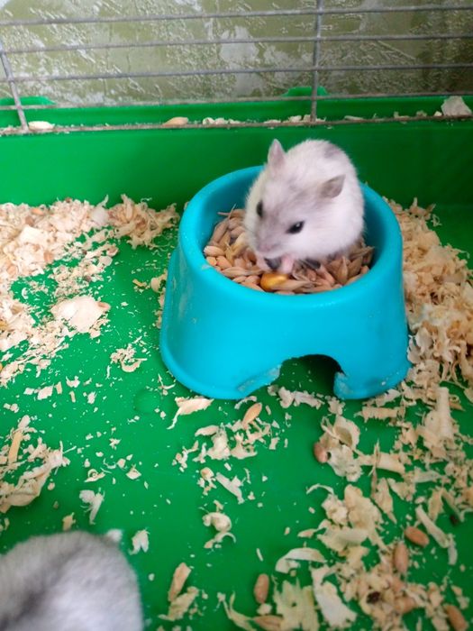 Хомячки Кременчуг