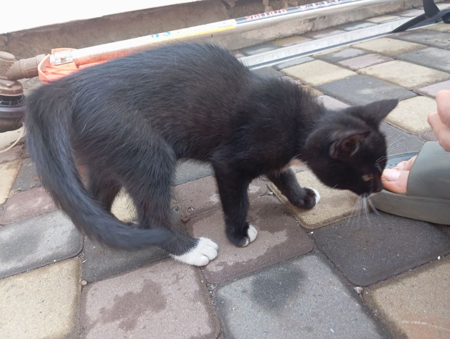 Отдам кота полтава