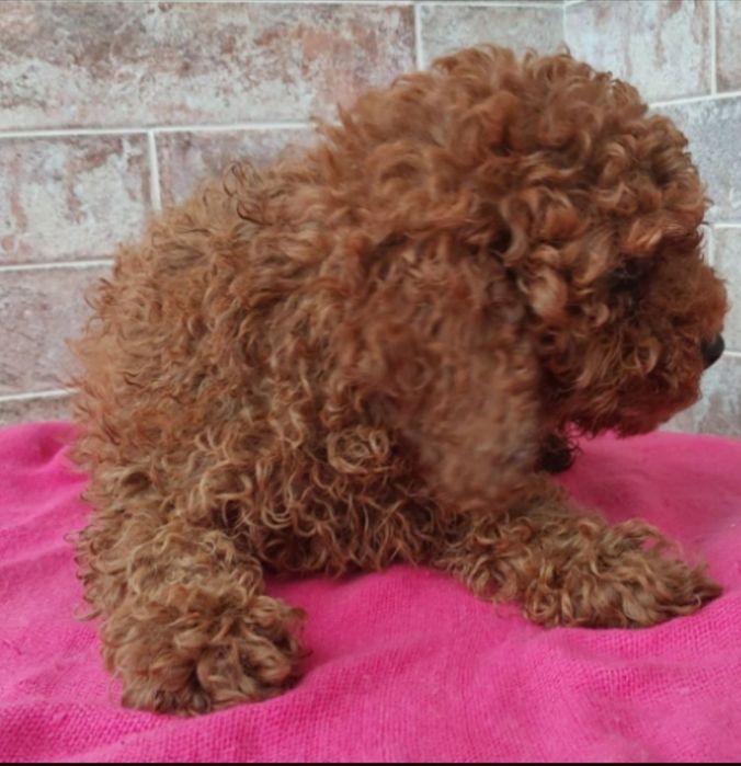 Pudełek gotowy do nowego domku