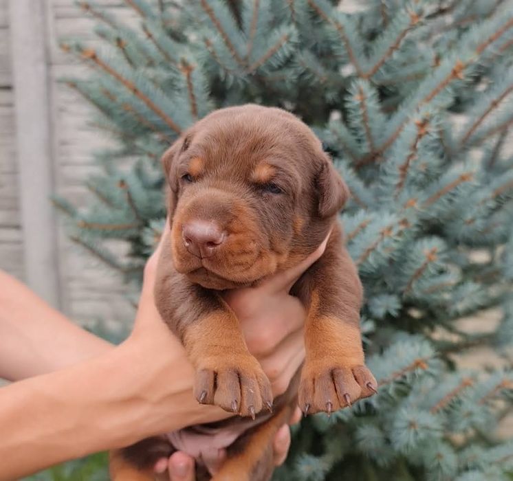 Шикарні цуценята добермана,отличные щенки добермана,купіровка, доставк