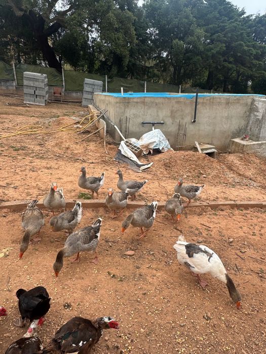 Vendo Patos Gansos