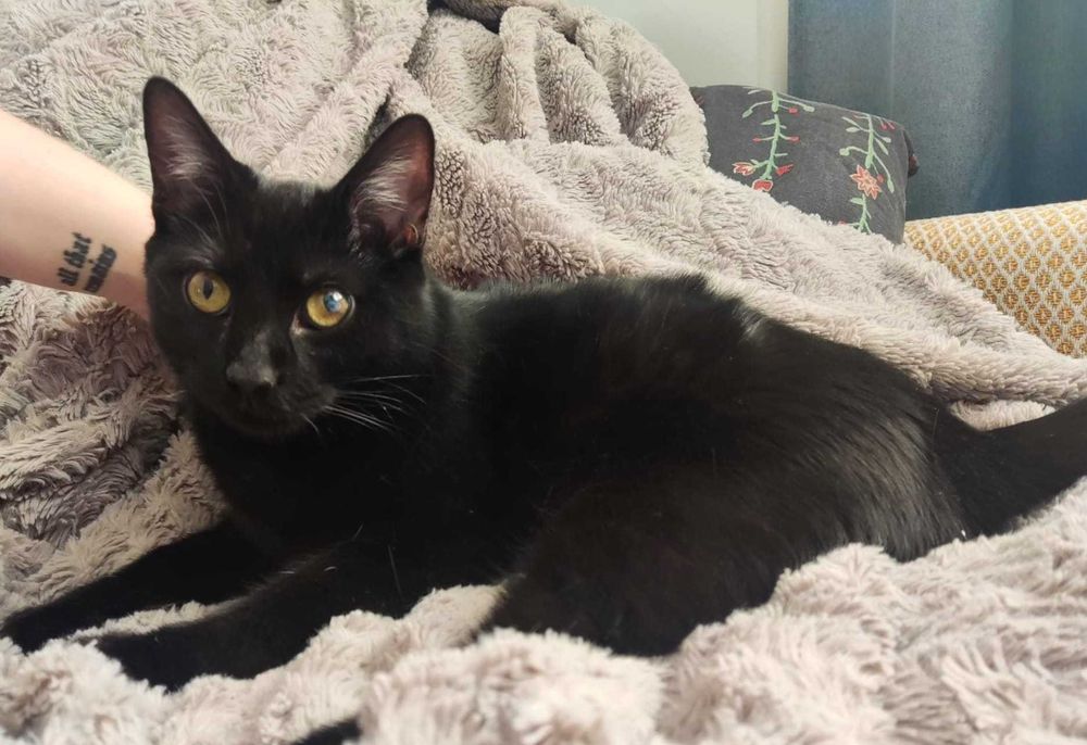 Pilne! Młody, proludzki, niedowidzący na jedno oko Tadzik prosi o dom