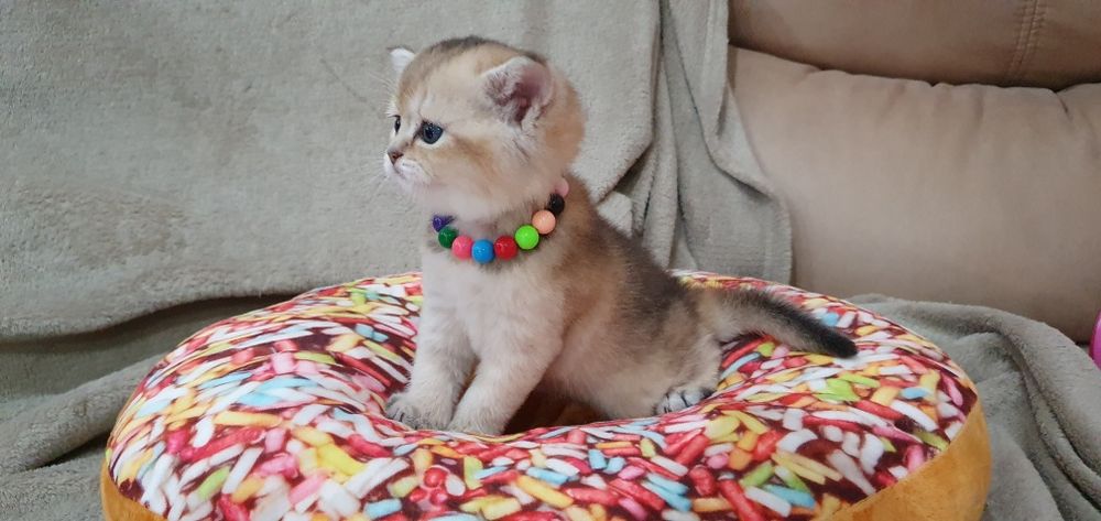 Котята британская золотая шиншилла.